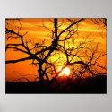 Sunset Entwined Poster posters