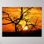Sunset Entwined Poster posters