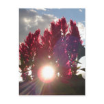 Sunset Flame Flowers postcards