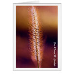 Sunset Grass Cards