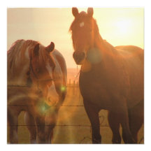 Sunset Horses  Invitations