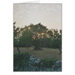 Sunset in the Olive Grove cards