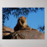 Sunset Lion Print