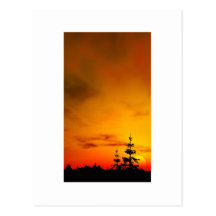 Sunset pine trees post cards