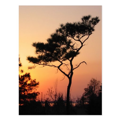 Sunset Postcard