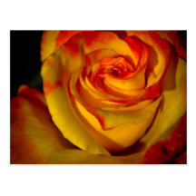 Sunset Rose Postcards