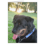 Sunset Rottweiler cards