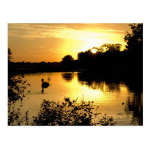 Sunset Swan Lake orange yellow Postcards
