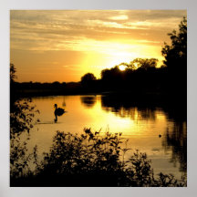Sunset Swan Lake orange yellow Poster