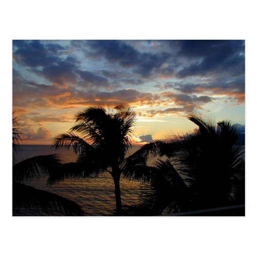 Sunset Through The Palms Postcard