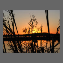 sunset through weeds posters