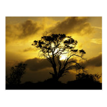 Sunset Tree Post Card