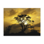 Sunset Tree postcards