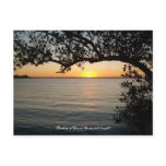 Sunset under tree postcards