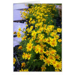 Sunshine Blossoms Card