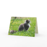 Sunshine Cat Card