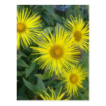 Sunshine Flowers Postcard