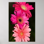 Sunshine Gerberas Poster posters
