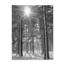 Sunshine in the Arboretum Post Cards