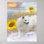 Sunshine My American Eskimo Poster