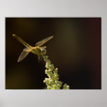 Sunshine on a landed Dragonfly Print