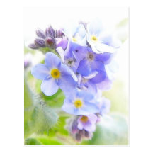 Sunshine On Blue Forget Me Nots Postcards