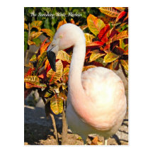 Sunshine State Florida Flamingo Postcard