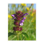 Sunshiny day - lila flower postcards
