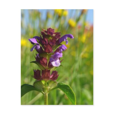 Sunshiny day - lila flower postcard by Rainmountain