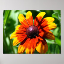 Sunstar Print