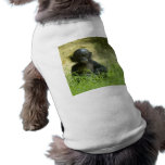 Sup? DArcy Evans Photo pet clothing
