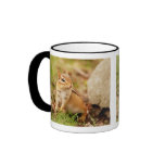 Super Cute  Little Baby Chipmunk Mugs