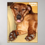 Super Cute Sleeping Spunky - Poster