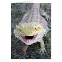 Super Happy Bearded Dragon Cards