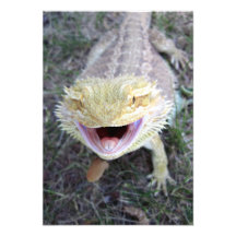 Super Happy Bearded Dragon Custom Invitations