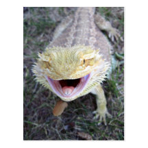 Super Happy Bearded Dragon Post Cards