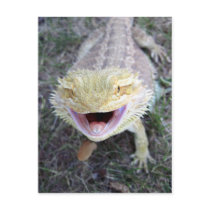 Super Happy Bearded Dragon Post Cards