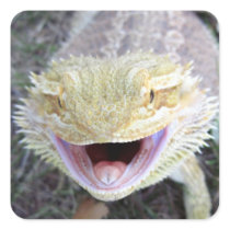 Super Happy Bearded Dragon Square Stickers