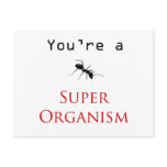 Super Organism postcards