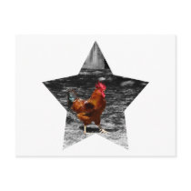 Super Star Chicken Postcards