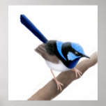 Superb Fairy Wren Bird Print