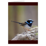 Superb Fairy-wren Cards