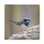 Superb Fairy-wren Refrigerator Magnets