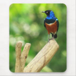 Superb Starling Bird Mousepad