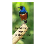 Superb Starling Bird  Quote Photo Card photo cards