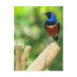 Superb Starling Postcard