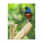 Superb Starling Postcard