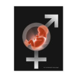 Superimposed fetus over male and female symbols postcards