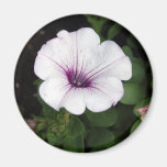 Supertunia Refrigerator Magnet