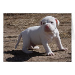 Support Your Local Shelter Today Greeting Cards